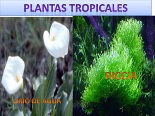 PLANTAS TROPICALESRICCIALIRIO DE AGUA