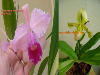 L Dayana 'Hartford' AM/AOSpaphiodelium