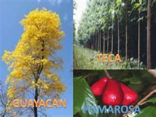 TECAGUAYACANPOMAROSA