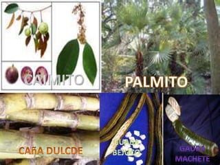 CAIMITOPALMITOGUABA BEJUCOGAUBA MACHETECAñA DULCDE