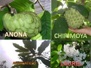 ANONACHIRIMOYALAURELAGUACATILLO