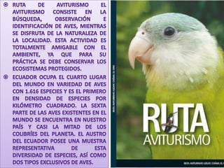 Ruta de Aviturismo El Aviturismo consiste en la búsqueda, observación e identificación de aves, mientras se disfruta de la naturaleza de la localidad. Esta actividad es totalmente amigable con el ambiente, ya que para su práctica se debe conservar los ecosistemas protegidos.