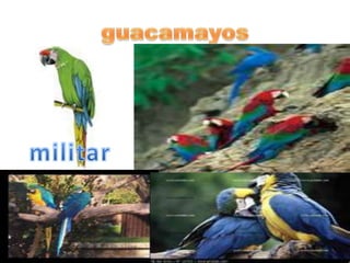 Ecuador ocupa el cuarto lugar del mundo en variedad de aves con 1.616 especies y es el primero en densidad de especies por kilómetro cuadrado. La sexta parte de las aves existentes en el mundo se encuentra en nuestro país y casi la mitad de los colibríes del planeta. El austro del Ecuador posee una muestra representativa de esta diversidad de especies, así como dos tipos exclusivos de aves.guacamayosmilitar