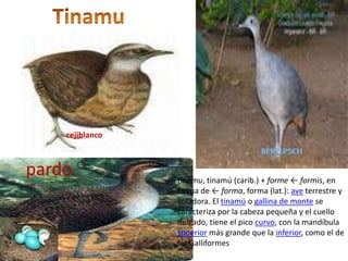 Tinamucejiblancoberlepschpardotinamu, tinamú (carib.) + forme ← formis, en forma de ← forma, forma (lat.): ave terrestre y voladora. El tinamú o gallina de monte se caracteriza por la cabeza pequeña y el cuello delgado, tiene el pico curvo, con la mandíbula superior más grande que la inferior, como el de las Galliformes