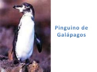 Pinguino de Galápagos