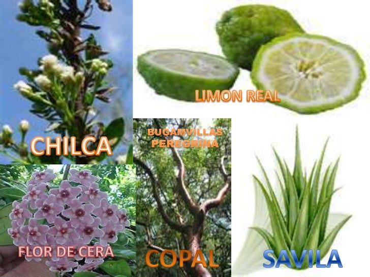 fauna y flora del ecuador fauna y flora del ecuador