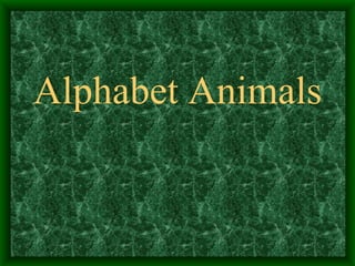 Alphabet Animals 