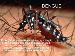 DENGUE El dengue es una enfermedad viral aguda que puede afectar a personas de cualquier edad, siendo más susceptibles los niños y las personas mayores y cuyo vector o agente transmisor es el mosquito Aedes aegypti   