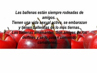 Las ballenas están siempre rodeadas de amigos.  Tienen una vida sexual activa, se embarazan y tienen ballenitas de lo más tiernas. Las ballenas amamantan. Son amigas de los delfines y se lo pasan comiendo camarones....  