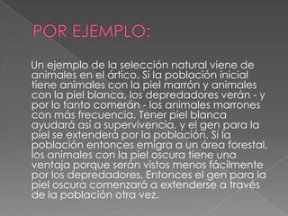 POR EJEMPLO:    Un ejemplo de la selección natural viene de animales en el ártico. Si la población inicial tiene animales con la piel marrón y animales con la piel blanca, los depredadores verán - y por lo tanto comerán - los animales marrones con más frecuencia. Tener piel blanca ayudará así a supervivencia, y el gen para la piel se extenderá por la población. Si la población entonces emigra a un área forestal, los animales con la piel oscura tiene una ventaja porque serán vistos menos fácilmente por los depredadores. Entonces el gen para la piel oscura comenzará a extenderse a través de la población otra vez.
