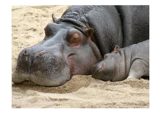 Hippos