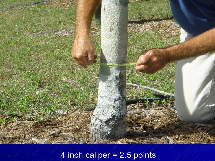 Tree & Landscape Inspections