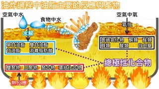 油炸過程中油脂主要的反應與產物
單甘油酯 雙甘油酯
甘油酯 游離脂肪酸
空氣中水
水解
雙聚物 三聚物 聚合物 環狀化合物
熱反應
氧化
空氣中氧
氫過氧化物 酮類 醛類
醇類 酸類 自由基
總極性化合物
食物中水
 