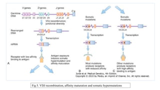 Fig 5. VDJ recombination, affinity maturation and somatic hypermutations
 