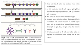  Once activated, B cells may undergo class switch
recombination
 In their inactivated state B cells express IgM/IgD but
once activated they may express IgA, IgE, IgG or retain
IgM expression.
 they do this by excision of the unwanted isotypes
 A master gene, activation-induced deaminase(AID), is
essential for both somatic mutation of variable-region
genes and the switch of the immunoglobulin isotype
from IgM to IgG, IgA, or IgE during the immune
response
 Cytokines produced by T cells and other cells are
important in determining what isotype the B cells
express.Fig 6. Class switch recombination. After VDJ recombination,
class switch recombination may occur. Here unwanted Ig genes
are excised so that the desired gene can be expressed. In this
depiction excision occurs and IgE is expressed.
 