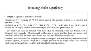 Immunoglobulin superfamily
• The IgSF is a group of cell surface proteins
• characterized by presence of 70–110 amino acid Ig-like domains similar to Ig variable and
constant regions.
• Included are CD2, CD3, CD4, CD7, CD8, CD28, (TCR), MHC class I and MHC class II
molecules, leukocyte function-associated antigen 3 (LFA-3), the IgG receptor etc.
• These molecules share in common with each other an immunoglobulin-like domain, with a
length of approximately 100 amino acid residues and a central disulfide bond that anchors and
stabilizes antiparallel β strands into a folded structure resembling immunoglobulin.
• Members include cell surface antigen receptors, co-receptors and co-stimulatory molecules of the
immune system, molecules involved in antigen presentation to lymphocytes, cell adhesion
molecules, certain cytokine receptors and intracellular muscle proteins.
 