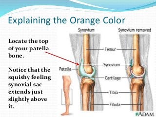 Explaining the Orange Color
Locate the top
of your patella
bone.
Notice that the
squishy feeling
synovial sac
extends just
slightly above
it.
 