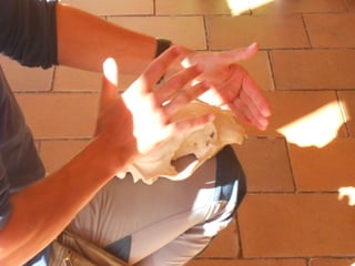 Cdsíntesi planoles2014