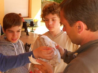 Cdsíntesi planoles2014