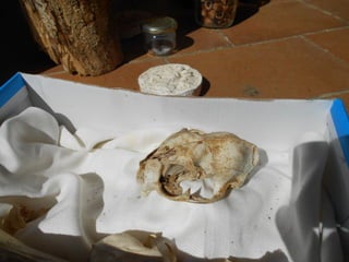 Cdsíntesi planoles2014