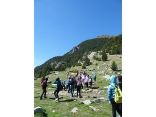 Cdsíntesi planoles2014