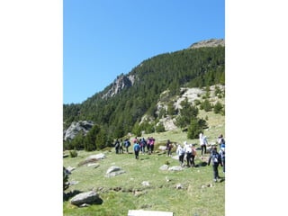 Cdsíntesi planoles2014