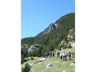 Cdsíntesi planoles2014