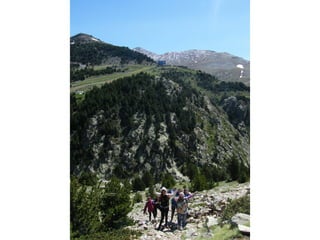 Cdsíntesi planoles2014