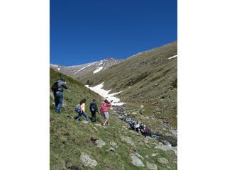 Cdsíntesi planoles2014