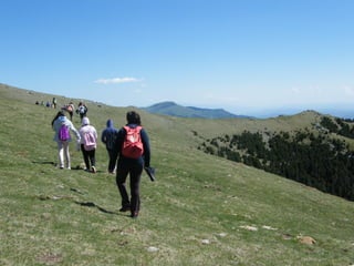 Cdsíntesi planoles2014