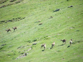 Cdsíntesi planoles2014