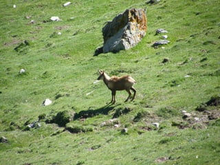 Cdsíntesi planoles2014