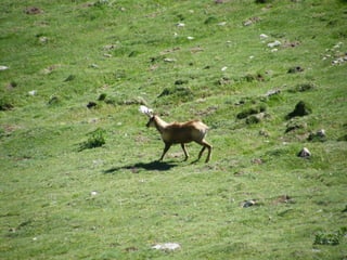 Cdsíntesi planoles2014