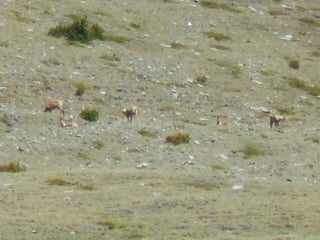 Cdsíntesi planoles2014