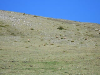 Cdsíntesi planoles2014