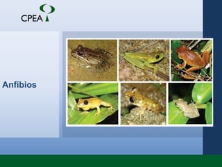 Anfíbios