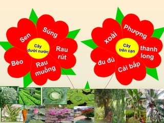 Cd tro choi toan