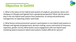 Gender dynamics in non-hybrid cererals and legumes in Ethiopia and Uganda
