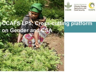 CCAFS LP5: Cross-cutting platform
on Gender and CSA
 