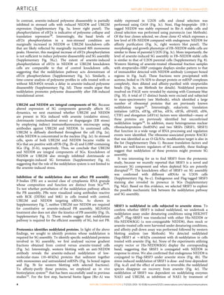 In contrast, arsenite-induced polysome disassembly is partially
inhibited in stressed cells with reduced NEDD8 and UBE2M
expression (Supplementary Fig. 5a, lower right panel). The
phosphorylation of eIF2a is indicative of polysome collapse and
translation repression28. Interestingly, the basal levels of
eIF2a phosphorylation in a non-stressed condition are
marginally increased in NEDD8 or UBE2M knockdown cells
that are likely reﬂected by marginally increased 80S monosome
peaks. However, this marginal increase of eIF2a phosphorylation
is not sufﬁcient to induce polysome disassembly and SG assembly
(Supplementary Fig. 5b,c). The extent of arsenite-induced
phosphorylation of eIF2a in NEDD8 or UBE2M knockdown
cells are comparable to that of control knockdown cells,
suggesting that the neddylation pathway acts downstream of
eIF2a phosphorylation (Supplementary Fig. 5c). Similarly, a
time-course analysis of polysome proﬁles in cells treated with or
without MLN4924 reveals a delay in arsenite-induced polysome
disassembly (Supplementary Fig. 5d). These results argue that
neddylation promotes polysome disassembly after ISR-induced
translational arrest.
UBE2M and NEDD8 are integral components of SG. Because
altered expression of SG components generally affects SG
dynamics, we next examined whether UBE2M and NEDD8
are present in SGs induced with arsenite (oxidative stress),
clotrimazole (mitochondrial stress) or thapsigargin (ER stress)
by employing indirect immunoﬂuorescence microscopy using
antibodies against UBE2M and NEDD8. In unstressed cells,
UBE2M is diffusely distributed throughout the cell (Fig. 2a),
while NEDD8 is concentrated in the nucleus (Fig. 2e). In stressed
cells, spots of both UBE2M and NEDD8 became visible in
SGs that are positive with eIF3b (Fig. 2b–d) and G3BP-containing
SGs (Fig. 2f–h), respectively. Thus, we conclude that UBE2M
and NEDD8 are integral components of SGs. Knockdown of
NEDD8 or UBE2M also strongly inhibited clotrimazole or
thapsigargin-induced SG formation (Supplementary Fig. 6),
suggesting that the role of the neddylation system is not limited to
the arsenite-induced stress.
Inhibition of the neddylation does not affect PB assembly.
P-bodies (PB) are a second class of cytoplasmic RNA granule
whose composition and function are distinct from SGs29,30.
To test whether perturbation of the neddylation pathway affects
the PB assembly, PBs were visualized using antibodies reactive
with RCK (DDX6) and S6K1 in cells treated with control,
UBE2M and NEDD8 targeting siRNAs. As shown in
Supplementary Fig. 7, neither UBE2M nor NEDD8 are required
for constitutive or arsenite-induced PB assembly. MLN4924
treatment also does not alter the kinetics of PB assembly (Fig. 1h,
Supplementary Fig. 3). These results suggest that neddylation
pathway is required for the efﬁcient assembly of SG, but not PB.
Proteomics identiﬁes neddylated proteins. In light of the above
ﬁndings, we sought to identify proteins whose neddylation is
required for SG assembly. To identify speciﬁc neddylated proteins
involved in SG assembly, we ﬁrst analysed sucrose gradient
fractions obtained from control versus arsenite-treated cells
(Fig. 3a). Interestingly, western blotting with an anti-NEDD8
antibody reveals the arsenite-induced neddylation of low-
molecular-mass (10–40 kDa) proteins that sediment together
with monosomes and untranslated mRNPs (Fig. 3a boxed region
and Fig. 3b for western blotting with selected fractions).
To afﬁnity-purify those proteins, we employed an in vivo
biotinylation system31 that has been successfully used in previous
studies32. For the ﬁrst step, bacterial biotin ligase (Bir-A) was
stably expressed in U2OS cells and clonal selection was
performed using G418 (Fig. 3c). Next, Flag–biopeptide- (FB-)
tagged NEDD8 was stably expressed in Bir-A stable cells and
clonal selection was performed using puromycin (see Methods).
Of the four clones selected, we chose clone #2 which expresses a
low level of FB–NEDD8 compared with endogenous NEDD8 for
afﬁnity puriﬁcation (Fig. 3c, right western blot panel). The
morphology and growth phenotype of FB–NEDD8 stable cells are
similar to those of parental U2OS (Fig. 3c). More importantly, the
level of arsenite-induced SG assembly in FB–NEDD8 stable cells
is similar to that of U2OS parental cells (Supplementary Fig. 8).
Western blotting of arsenite-treated ribosomal fraction samples
with streptavidin–HRP conjugate displays similar pattern to that
of immunoblot detected with NEDD8 antibody (compare boxed
regions in Fig. 3a,d). These fractions were precipitated with
acetone, boiled in 1% SDS to disrupt protein or mRNP complexes
completely, then diluted and afﬁnity-puriﬁed with streptavidin
beads (Fig. 3e, see Methods for details). Neddylated proteins
resolved on PAGE were revealed by staining with Coomasie blue
(Fig. 3f); A total of 17 distinct bands were excised and subjected
to mass-spectrometry (see Methods), which identiﬁed a large
number of ribosomal proteins that are previously known
neddylation targets33. Interestingly, eukaryotic translation
initiation (eIF2a, eIF3g, eIF3m, eIF3i, eIF3h, eIF4AII, eIF6,
CTIF) and elongation (eEF1a) factors were identiﬁed—many of
these proteins are previously identiﬁed but unconﬁrmed
neddylation targets34. In addition, many heterogeneous nuclear
ribonucleoproteins (hnRNPs) and two SRSFs (SRSF1, SRSF3)
that function in a wide range of RNA processing and regulation
events were identiﬁed. The ribosome-associated protein RACK1
that was identiﬁed as an O-GlcNAc modiﬁcation target is also in
the list (Supplementary Data 1). Because translation factors and
RBPs are well-known regulators of SG assembly, these ﬁndings
suggest that neddylation of these proteins might promote SG
assembly.
It was interesting for us to ﬁnd SRSF3 from the proteomic
study, because we recently reported that SRSF3 is a novel and
necessary SG component and when depleted SGs are potently
disrupted7,20. The knockdown effect of SRSF3 on SG assembly
was conﬁrmed with different siRNAs in U2OS cells
(Supplementary Fig. 9a–c). Endogenous and Flag-tagged SRSF3
staining also revealed its presence in SGs (Supplementary
Fig. 9d,e). Based on this evidence, we selected SRSF3 to explore
the possible mechanistic link between the neddylation pathway
and SG assembly.
SRSF3 is neddylated in cells subjected to arsenite stress. To
conﬁrm whether SRSF3 is indeed neddylated, we undertook a
neddylation assay under denaturing conditions using HEK293T
cells35. Flag–SRSF3 was transfected with either His-NEDD8 or
His-NEDD8DGG (a non-conjugatable NEDD8), then mock or
arsenite-treated cells were harvested under denaturing conditions,
and afﬁnity pull-down assay was performed followed by western
blotting analysis (see Methods). We detected neddylated
Flag–SRSF3 at B40 kDa consistent with di-neddylation in cells
treated with arsenite (Fig. 4a). None of the experiments utilizing
empty vector or His-NEDD8DGG display the corresponding
band, suggesting that SRSF3 is conjugated with NEDD8 in
response to stress. We also conﬁrmed that endogenous NEDD8 is
conjugated to Flag–SRSF3 under arsenite stress (Fig. 4b). The
stress-induced neddylation of SRSF3 is dose- and time-dependent
(Fig. 4c,d) and the effect of arsenite is reversible; the neddylated
species disappear on recovery from arsenite (Fig. 4e). The
neddylation of SRSF3 was dependent on neddylating enzymes
NAE1 and UBE2M, as inhibition of NAE1 by treatment of
ARTICLE NATURE COMMUNICATIONS | DOI: 10.1038/ncomms12125
4 NATURE COMMUNICATIONS | 7:12125 | DOI: 10.1038/ncomms12125 | www.nature.com/naturecommunications
 