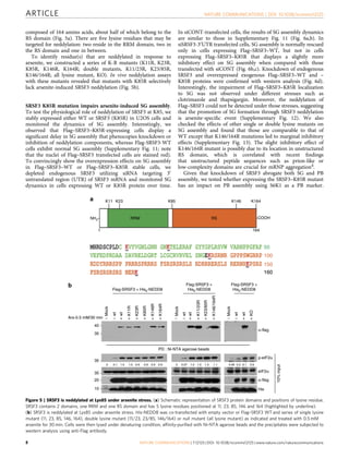 composed of 164 amino acids, about half of which belong to the
RS domain (Fig. 5a). There are ﬁve lysine residues that may be
targeted for neddylation: two reside in the RRM domain, two in
the RS domain and one in between.
To identify residue(s) that are neddylated in response to
arsenite, we constructed a series of K-R mutants (K11R, K23R,
K85R, K146R, K164R; double mutants, K11/23R, K23/85R,
K146/164R; all lysine mutant, KO). In vivo neddylation assays
with these mutants revealed that mutants with K85R selectively
lack arsenite-induced SRSF3 neddylation (Fig. 5b).
SRSF3 K85R mutation impairs arsenite-induced SG assembly.
To test the physiological role of neddylation of SRSF3 at K85, we
stably expressed either WT or SRSF3 (K85R) in U2OS cells and
monitored the dynamics of SG assembly. Interestingly, we
observed that Flag–SRSF3–K85R-expressing cells display a
signiﬁcant delay in SG assembly that phenocopies knockdown or
inhibition of neddylation components, whereas Flag-SRSF3-WT
cells exhibit normal SG assembly (Supplementary Fig. 11; note
that the nuclei of Flag–SRSF3 transfected cells are stained red).
To convincingly show the overexpression effects on SG assembly
in Flag–SRSF3–WT or Flag–SRSF3–K85R stable cells, we
depleted endogenous SRSF3 utilizing siRNA targeting 30
untranslated region (UTR) of SRSF3 mRNA and monitored SG
dynamics in cells expressing WT or K85R protein over time.
In siCONT-transfected cells, the results of SG assembly dynamics
are similar to those in Supplementary Fig. 11 (Fig. 6a,b). In
siSRSF3-30
UTR transfected cells, SG assembly is normally rescued
only in cells expressing Flag–SRSF3–WT, but not in cells
expressing Flag–SRSF3–K85R that displays a slightly more
inhibitory effect on SG assembly when compared with those
transfected with siCONT (Fig. 6b,c). Knockdown of endogenous
SRSF3 and overexpressed exogenous Flag–SRSF3–WT and –
K85R proteins were conﬁrmed with western analysis (Fig. 6d).
Interestingly, the impairment of Flag–SRSF3–K85R localization
to SG was not observed under different stresses such as
clotrimazole and thapsigargin. Moreover, the neddylation of
Flag–SRSF3 could not be detected under those stresses, suggesting
that the promotion of SG formation through SRSF3 neddylation
is arsenite-speciﬁc event (Supplementary Fig. 12). We also
checked the effects of other single or double lysine mutants on
SG assembly and found that those are comparable to that of
WT except that K146/164R mutations led to marginal inhibitory
effects (Supplementary Fig. 13). The slight inhibitory effect of
K146/164R mutant is possibly due to its location in unstructured
RS domain, which is correlated with recent ﬁndings
that unstructured peptide sequences such as prion-like or
low-complexity domains are crucial for mRNP aggregation4.
Given that knockdown of SRSF3 abrogate both SG and PB
assembly, we tested whether expressing the SRSF3–K85R mutant
has an impact on PB assembly using S6K1 as a PB marker.
PD : Ni-NTA agarose beads
eIF2α
p-eIF2α
His
α-flag
10%input
α-flag
-40
-35
Mock
Mock
Mock
wt
wt
K11R
K146R
K85R
K23R
K164R
wt
K11/23R
K146/164R
K23/85R
wt
wt
wt
KO
Flag-SRSF3 + His6-NEDD8
Flag-SRSF3 +
His6-NEDD8
Flag-SRSF3 +
His6-NEDD8
-35
-35
-20
-10
K11
1 164
COOH
K23 K85 K146 K164
RRM RSNH3
50
100
150
160
– – – ––– + + + + + + + + + + ++
0 0 0.07 0.06 0.2 0.1 0.91.0 1.0 1.3 1.10.1 1.0 1.0 0.9 0.9 0.9 0.9
a
b
Ars-0.5 mM/30 min
Figure 5 | SRSF3 is neddylated at Lys85 under arsenite stress. (a) Schematic representation of SRSF3 protein domains and positions of lysine residue.
SRSF3 contains 2 domains, one RRM and one RS domain and has 5 lysine residues positioned at 11, 23, 85, 146 and 164 (highlighted by underline).
(b) SRSF3 is neddylated at Lys85 under arsenite stress. His-NEDD8 was co-transfected with empty vector or Flag–SRSF3 WT and series of single lysine
mutant (11, 23, 85, 146, 164), double lysine mutant (11/23, 23/85, 146/164) or null mutant (all lysine mutant) as indicated and treated with 0.5 mM
arsenite for 30 min. Cells were then lysed under denaturing condition, afﬁnity-puriﬁed with Ni-NTA agarose beads and the precipitates were subjected to
western analysis using anti-Flag antibody.
ARTICLE NATURE COMMUNICATIONS | DOI: 10.1038/ncomms12125
8 NATURE COMMUNICATIONS | 7:12125 | DOI: 10.1038/ncomms12125 | www.nature.com/naturecommunications
 