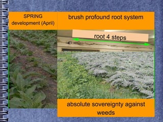 PRESENTATION CYNARA CARDUNCULUS 2016.pptx