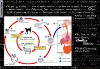 πυλαίας στο Ήπαρ (κατακρατείται το 75-80%). 
Αυγά της ταινίας στα κόπρανα σκύλου μολύνουν τα χόρτα & τα λαχανικά καταπίνο...