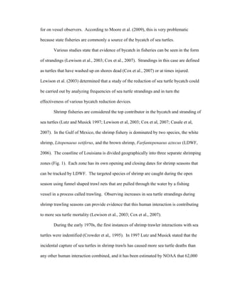 for on vessel observers. According to Moore et al. (2009), this is very problematic
because state fisheries are commonly a source of the bycatch of sea turtles.
Various studies state that evidence of bycatch in fisheries can be seen in the form
of strandings (Lewison et al., 2003; Cox et al., 2007). Strandings in this case are defined
as turtles that have washed up on shores dead (Cox et al., 2007) or at times injured.
Lewison et al. (2003) determined that a study of the reduction of sea turtle bycatch could
be carried out by analyzing frequencies of sea turtle strandings and in turn the
effectiveness of various bycatch reduction devices.
Shrimp fisheries are considered the top contributor in the bycatch and stranding of
sea turtles (Lutz and Musick 1997; Lewison et al, 2003; Cox et al, 2007; Casale et al,
2007). In the Gulf of Mexico, the shrimp fishery is dominated by two species, the white
shrimp, Litopenaeus setiferus, and the brown shrimp, Farfantepenaeus aztecus (LDWF,
2006). The coastline of Louisiana is divided geographically into three separate shrimping
zones (Fig. 1). Each zone has its own opening and closing dates for shrimp seasons that
can be tracked by LDWF. The targeted species of shrimp are caught during the open
season using funnel shaped trawl nets that are pulled through the water by a fishing
vessel in a process called trawling. Observing increases in sea turtle strandings during
shrimp trawling seasons can provide evidence that this human interaction is contributing
to more sea turtle mortality (Lewison et al., 2003; Cox et al., 2007).
During the early 1970s, the first instances of shrimp trawler interactions with sea
turtles were indentified (Crowder et al,. 1995). In 1997 Lutz and Musick stated that the
incidental capture of sea turtles in shrimp trawls has caused more sea turtle deaths than
any other human interaction combined, and it has been estimated by NOAA that 62,000
 