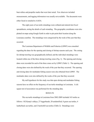 boat strikes and propeller marks that were later noted. Few observers included
measurements, and tagging information was usually not available. The documents were
either faxed or emailed to AAOA.
The eight years of sea turtle strandings were collated and entered into Excel
spreadsheets, noting the details of each stranding. The geographic coordinates were also
plotted on maps using Google Earth in order to pin point their location along the
Louisiana coastline. The strandings were categorized by the week of the year that they
occurred.
The Louisiana Department of Wildlife and Fisheries (LDWF) was consulted
regarding the dates for the opening and closing of shrimp seasons each year. The zoning
for shrimp trawling was geographically defined, and the individual strandings were
located within one of the three shrimp trawling zones (Fig. 1). The opening and closing
dates were recorded for each of the three zones set by LDWF (Table 1). The opening and
closing dates were also defined by the week of the year that they occurred. The opening
and closing dates for menhaden fishing season were also obtained from LDWF. The
menhaden dates were also defined by the weeks of the year that they occurred.
My null hypothesis for this study was that open shrimp and menhaden fishing
seasons have no effect on the frequency of sea turtle strandings in Louisiana. A chi
square test of association was performed for the stranding data.
RESULTS
The sea turtle strandings in Louisiana from 2002-2009 included 163 turtles as
follows: 102 Kemp’s ridleys, 27 loggerheads, 20 unidentified, 8 green sea turtles, 4
leatherback sea turtles, and 2 hawksbill sea turtles (Table 2). Strandings were
 