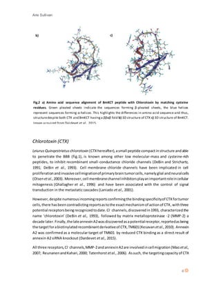 Arie Sullivan
6
Fig.2 a) Amino acid sequence alignment of BmKCT peptide with Chlorotoxin by matching cysteine
residues. Green pleated sheets indicate the sequences forming β-pleated sheets, the blue helices
represent sequences forming α-helices. This highlights the differences in amino acid sequence and thus,
structuredespite both CTX and BmKCT havinga ββαβ fold b) 3D structure of CTX c) 3D structure of BmKCT.
Image acquired from Dardevet et al., 2015.
Chlorotoxin (CTX)
Leiurus Quinqestriatuschlorotoxin(CTX hereafter),asmall peptide compactinstructure andable
to penetrate the BBB (fig.1), is known among other low molecular-mass and cysteine-rich
peptides, to inhibit recombinant small-conductance chloride channels (DeBin and Strichartz,
1991; DeBin et al., 1993). Cell membrane chloride channels have been implicated in cell
proliferationandinvasivecellmigrationof primarybrain tumorcells,namelyglial andneuralcells
(Olsen etal.,2003). Moreover,cell membranechannelinhibitorsplayanimportantroleincellular
mitogenesis (Ghallagher et al., 1996) and have been associated with the control of signal
transduction in the metastatic cascades (Laniado et al., 2001).
However,despite numerousincomingreportsconfirmingthe bindingspecificityof CTXfortumor
cells,there hasbeencontradictingreportsastothe exactmechanismof actionof CTX,withthree
potential receptorsbeingrecognizedtodate.Cl-
channels,discovered in1993, characterized the
name ‘chlorotoxin’ (DeBin et al., 1993), followed by matrix metalloproteinase -2 (MMP-2) a
decade later.Finally, thelateannexinA2wasdiscoveredasapotentialreceptor,reportedasbeing
the targetforabiotinylated recombinantderivativeof CTX,TM601(Kesavan etal.,2010). Annexin
A2 was confirmed as a molecular target of TM601 by reduced CTX binding as a direct result of
annexin A2 siRNA knockout (Dardevet et al., 2015).
All three receptors,Cl-
channels,MMP-2andannexinA2are involvedincellmigration(Mao etal.,
2007; ReunanenandKahari,2000; Tatenhorst etal., 2006). Assuch, the targetingcapacity of CTX
b) c)
 