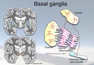 Basal ganglia
Caudate
Globus pallidus
external internal
Substantia nigra
pars reticulata
Putamen
Wikipedia 2006
Adopted from Purves et al. 2003
 