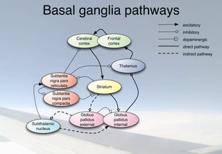 Basal ganglia pathways
excitatory
inhibitory
dopaminergic
direct pathway
indirect pathway
Globus
pallidus
externalSubthalamic
nucleus
Subtantia
nigra pars
compacta
Subtantia
nigra pars
reticulata
Cerebral
cortex
Frontal
cortex
Striatum
Thalamus
Globus
pallidus
internal
 
