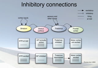 Inhibitory connections
excitatory
inhibitory
ﬁring
at rest
cortex inputs
sensory and
other inputs
Frontal
cortex
Striatum ThalamusGlobus
pallidus
STR excited GP inhibited Thalamus
disinhibited
Motor cortex
excited
STR at rest GP tonically
active
Thalamus
inhibited
Motor cortex
not excited
Purves et al. 2003
 