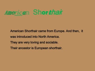 American Shorthair

 American Shorthair came from Europe. And then, it
 was introduced into North America.
 They are very loving and sociable.
 Their ancestor is European shorthair.
 